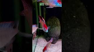 Peacock Cichiled cichlid aquariumfish peacockcichlid ytshorts freshwaterfish fish world [upl. by Undis387]