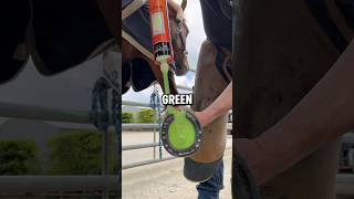 How Horse Hooves Are Kept Healthy In Domesticated Horses 📸 forfarriersbyfarriers [upl. by Shaina]