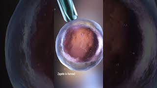 IVF PART2  In Vitro Fertilization procedure  biology science [upl. by Leahcimluap]