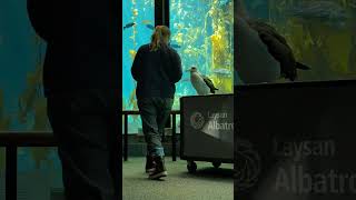 Makana the Laysan Albatross at Monterey Bay Aquarium April 2024 [upl. by Asuncion721]