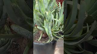 Huge quotFan Aloequot that is about 1012 years old Aloe plicatilis [upl. by Williamsen]