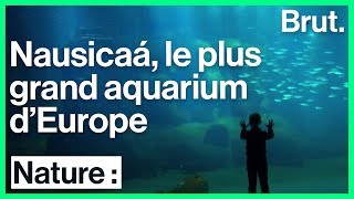 Visite guidée de laquarium Nausicaá [upl. by Llenej]