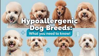 Hypoallergenic Dog Breeds What You Need to Know [upl. by Gussi]