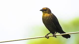 GARIBALDI fêmea CHRYSOMUS RUFICAPILLUS CHESTNUTCAPPED BLACKBIRD CHAPÉUDECOURO PAPAARROZ [upl. by Chappelka]