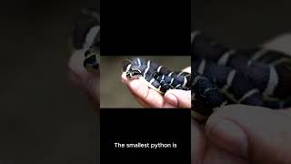 Fast facts about python for YOU  facts animalknowledge nature [upl. by Ehc]