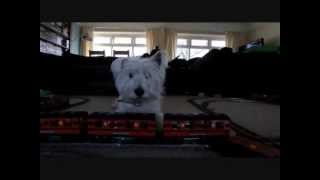 Harry Potter Lego Train Crash Bloopers 50 longest Westie and Scotty Cause Havoc [upl. by Cutler443]