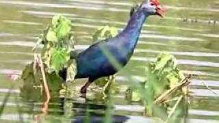 Purple Swamphen  Kumbhargaon [upl. by Areic]