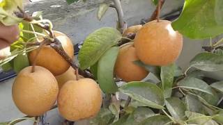 Mes fruitiers en pots  Mis frutales en macetas  my fruit trees in pots [upl. by Ax]