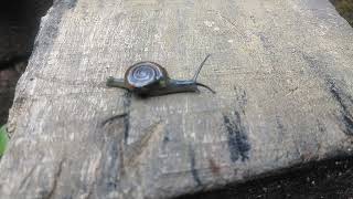 small snail on wood slope slowly Villageanimal2 [upl. by Ardnuahc604]