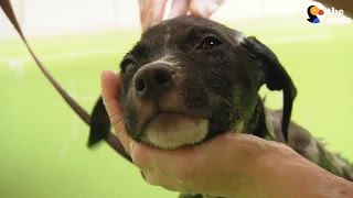 Rescue Dogs Get Baths For The First Time  The Dodo [upl. by Magdalen]