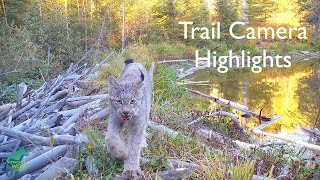 Trail camera highlights from the Voyageurs Wolf Project [upl. by Parshall883]