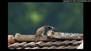 Vogelbestimmung Kuckuck Cuculus canorus [upl. by Bekki516]