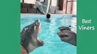 Shark Puppet Funny Instagram Videos  NEW Shark Puppet Vines  Best Viners 2020 [upl. by Normie656]