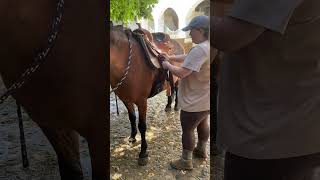 Wie gurte ich einen Westernsattel🤠🐴foryou fürdich fypシ viral verenamerlin westernpferd [upl. by Narod539]