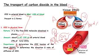 Co2 Transport physio 🫁طب بنها [upl. by Harraf]