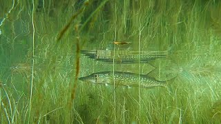 Explore The Underwater World Of The Chain Pickerel [upl. by Rimaj3]