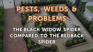 The Black Widow Spider Compared to the Redback Spider [upl. by Docilu]