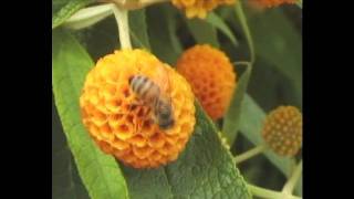 Honey bees in closeup collecting nectar from a flower [upl. by Atikat]