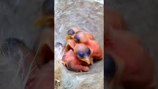 Babies of the Zitting cisticola bird are sleeping P 1 shorts [upl. by Norvil215]