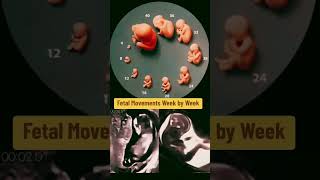 fetal movements week by week pregnancy pregnancyweekbyweek pregnancyscan [upl. by Ardnat]