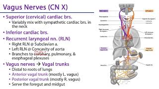 Thoracic Autonomic Plexuses [upl. by Dino]