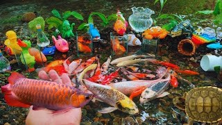 Amazing Catch Baby Diamond Turtle Unicorn Head Fish Pearlscale Goldfish Striped Horse Fish [upl. by Izzy]