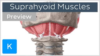 Suprahyoid muscles preview  Human Anatomy  Kenhub [upl. by Ennaitsirhc]