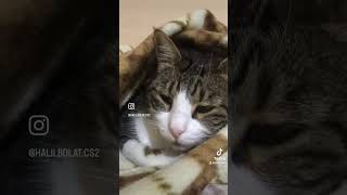 tomris catvideos cat reels youtubeshorts shortvideo [upl. by Waal432]