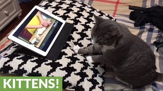 Cat learns to knead dough through tutorial video [upl. by Linnell252]