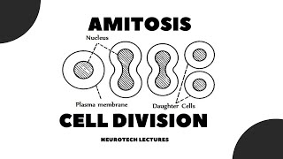 Amitosis Cell Division [upl. by Ssitnerp561]