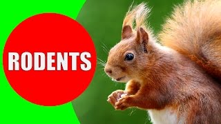 Rodent Sounds for Kids to Learn  Rodents Documentary with 18 Different Types of Rodents [upl. by Elinor]