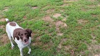 GSP sniffer dog shes 13 and 12 and still has a great sense of smell [upl. by Noirad894]