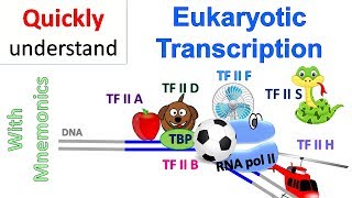 TryptophanOperon Endprodukthemmung am Beispiel trpOperon  Genregulation Prokaryoten 22 [upl. by Edobalo390]