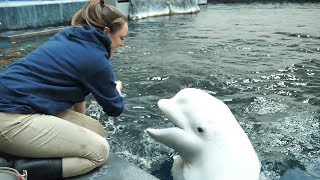 quotKelsey and Her Beluga Bestiequot by Aquarium Love Stories [upl. by Ybbor]