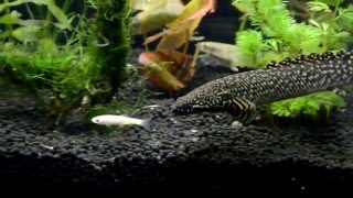 Ornate Bichir Ambush [upl. by Early327]