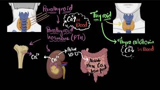 Parathyroid hormone amp calcitonin  Chemical coordination  Biology  Khan Academy [upl. by Onilatac]