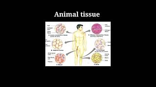 Epithelial tissue  types and functions  class 9  padhaicom shorts [upl. by Rici]