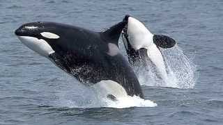 Orca Awesome jumps out of the water  killer whaleorca jumps [upl. by Artemla]