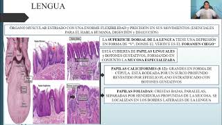 HISTOLOGÍA SISTEMA DIGESTIVO I CAVIDAD BUCAL y ESTRUCTURAS ASOCIADAS [upl. by Yam]