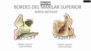 MAXILAR SUPERIORANATOMÍA [upl. by Liddie]