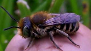 Resin Bee on Mushroom Gunbarrel Colorado [upl. by Engapmahc115]