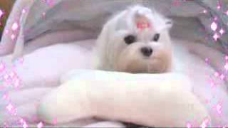 Teacup puppy for sale Teacup maltese 1years full grown [upl. by Hermie]