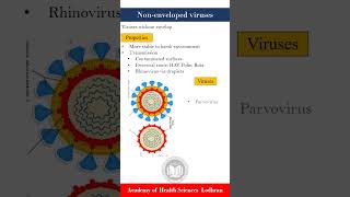 Nonenveloped viruses survive harsh conditions  Microbiology [upl. by Ahsieken706]