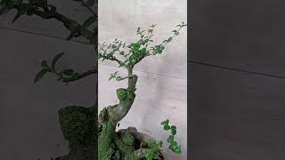 WACANG wahong dan sancang sangat menarik bonsai bonsaiindonesia bonsaitree tanaman berkebun [upl. by Jalbert]