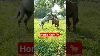 Horse Fight 🐎  horse horsefight shorts viral [upl. by Nylanaj484]