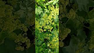 lady Mantle Flowers and Story time on this beautiful Alchemy [upl. by Limay]