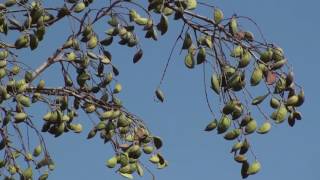 Millettia pinnata Honge tree [upl. by Qahsi570]