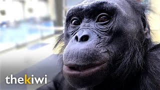 Kanzi The ape that understands humans and knows over 3000 words [upl. by Yoshio]