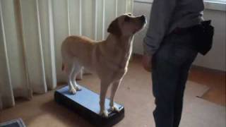 Platform Exercise for Duration Attention and Foundation Positions for Canine Freestyle [upl. by Sidalg79]