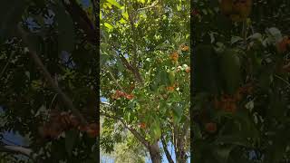 Tulipwood tree Harpullia pendula common Brisbane street trees [upl. by Hertzog]